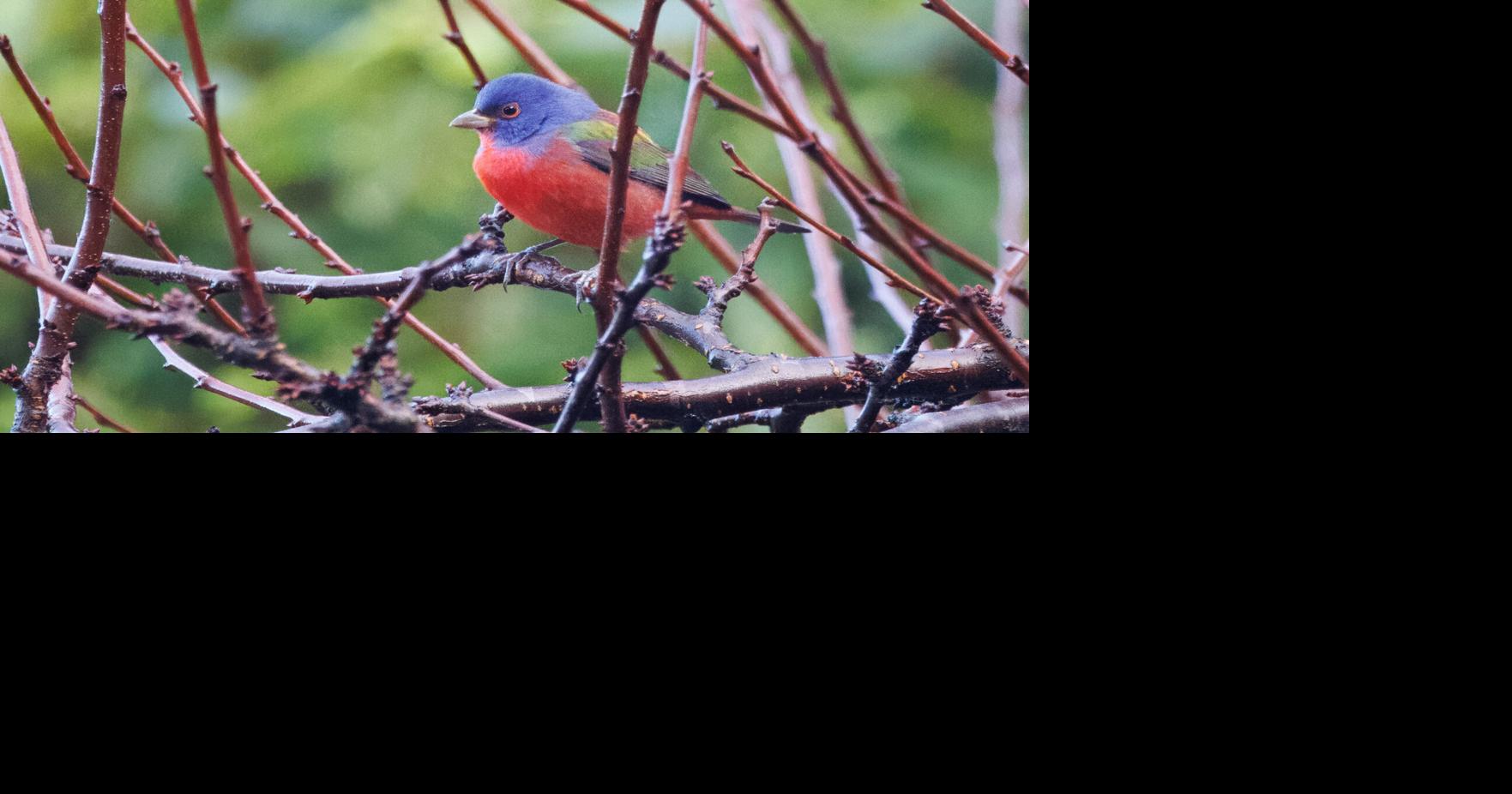 Carpinteria Christmas Bird Count: celebrating our feathered neighbors