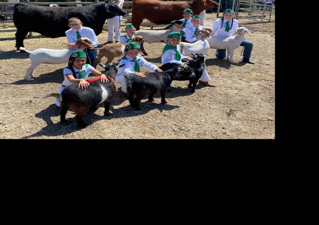 4-H club dazzles at county fair | News | coastalview.com