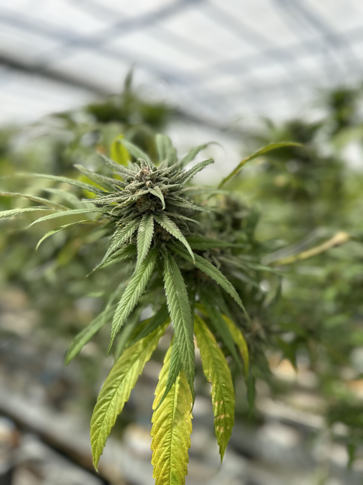 How Roy Lee beat Das Williams 2-1 in their hometown, and what it could mean  for cannabis | News | coastalview.com