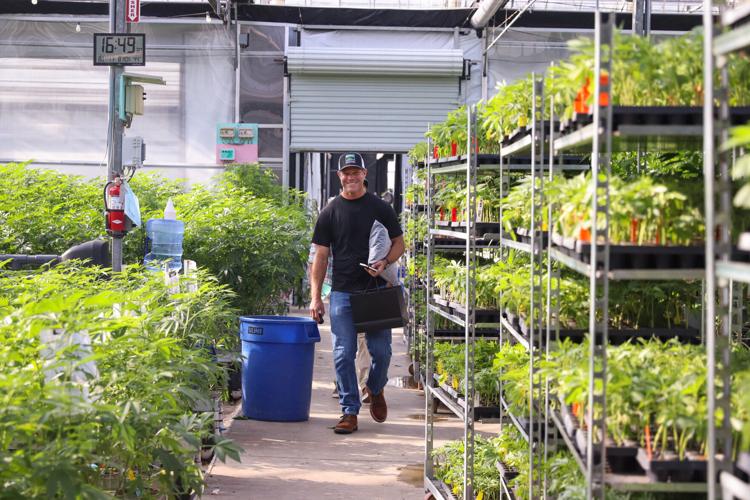 Five years since Prop. 64 passed, and cannabis settles into the valley