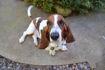 Hubert, a.k.a. Hubie