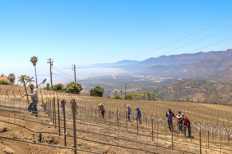 Local news and information for the Carpinteria Valley