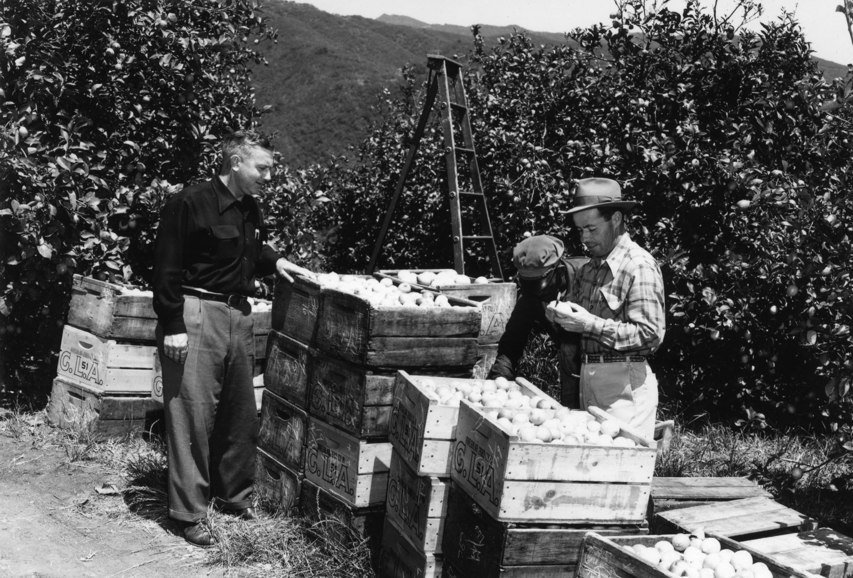 The Great Depression lemon | News | coastalview.com