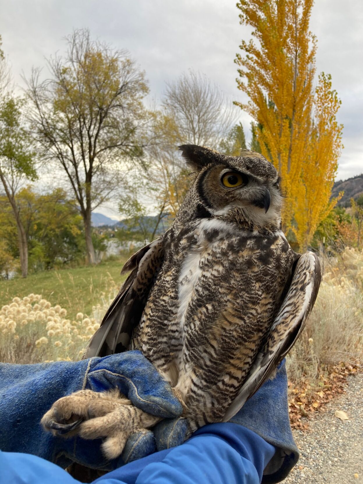 GHOW knocks BE off nest – Mary Ann Steggles, image size:1247x1663