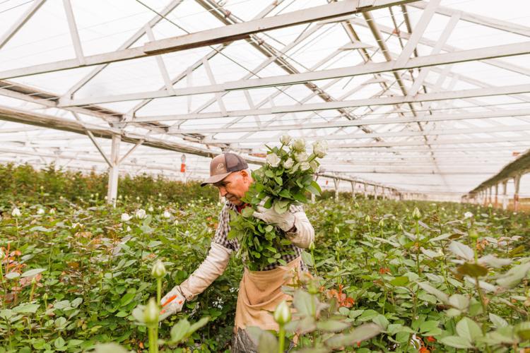 Ventura Ca Flower Growers Best Flower Site