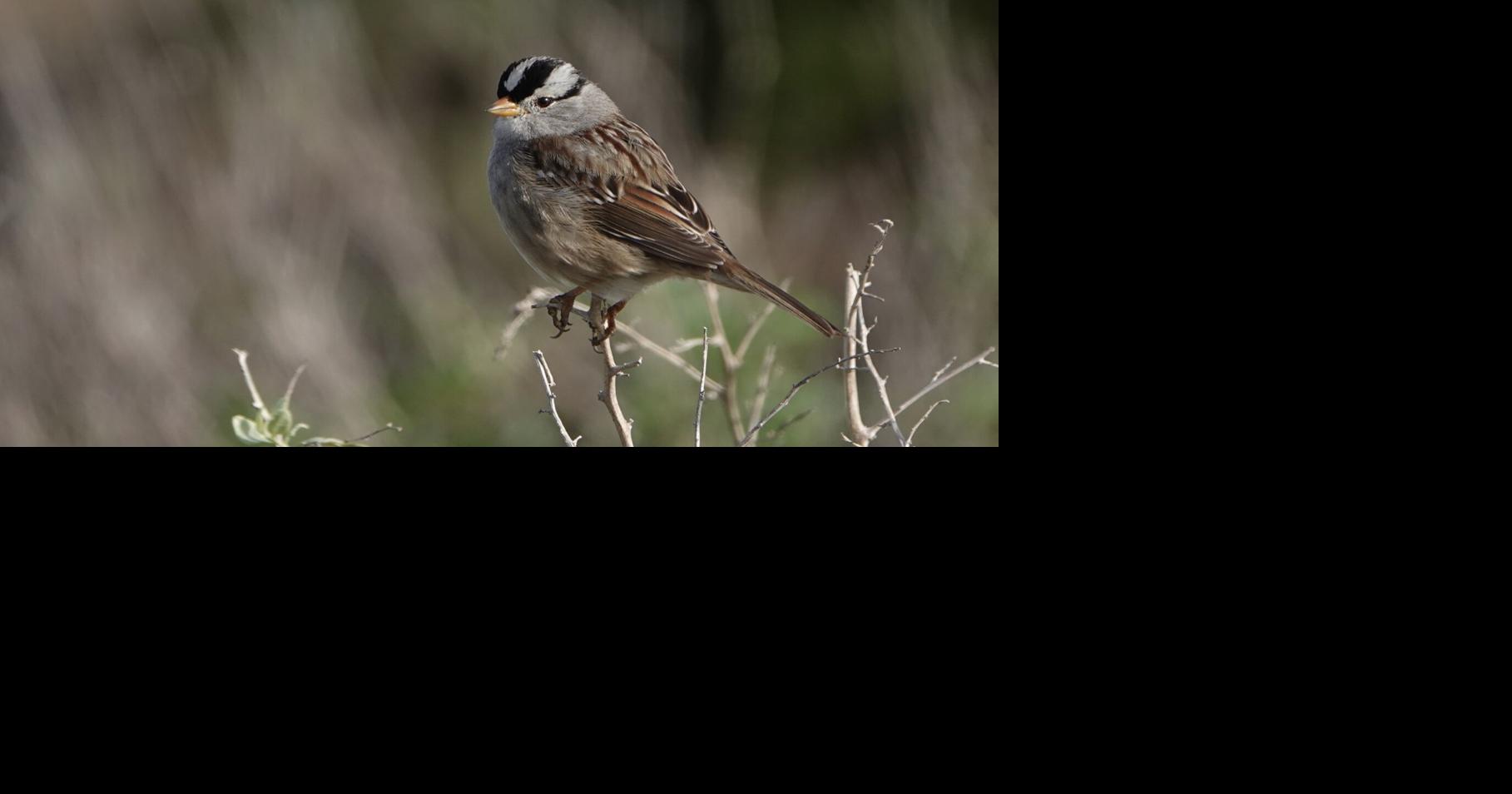 The Solace of Spring | Opinion | coastalview.com