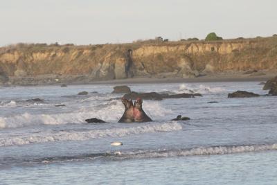 Elephant seal bulls