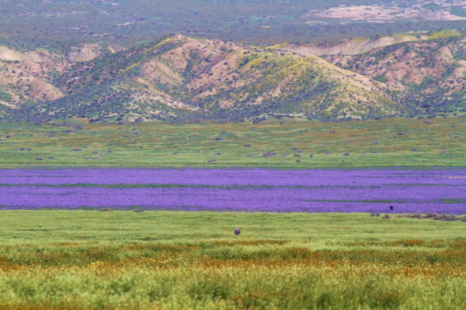 Last Of The Last Carrizo Plain National Monument Opinion Coastalview Com Last Of The Last Carrizo Plain National Monument Opinion Coastalview Com