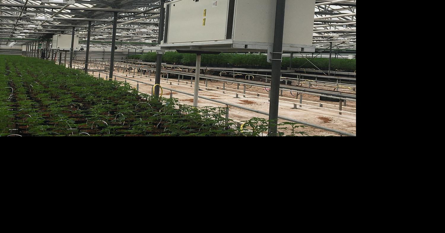 County Supes to greenhouse cannabis growers: ‘Enough is enough’