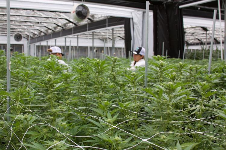 The GMO Strain Review Featuring Glass House Farms in California