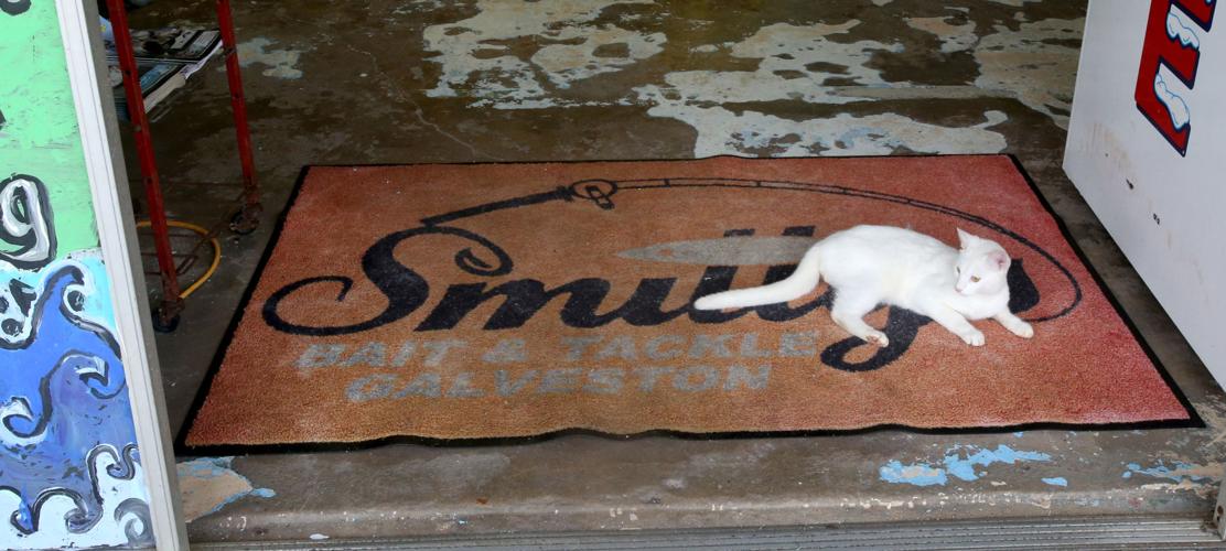 Taking the bait Features