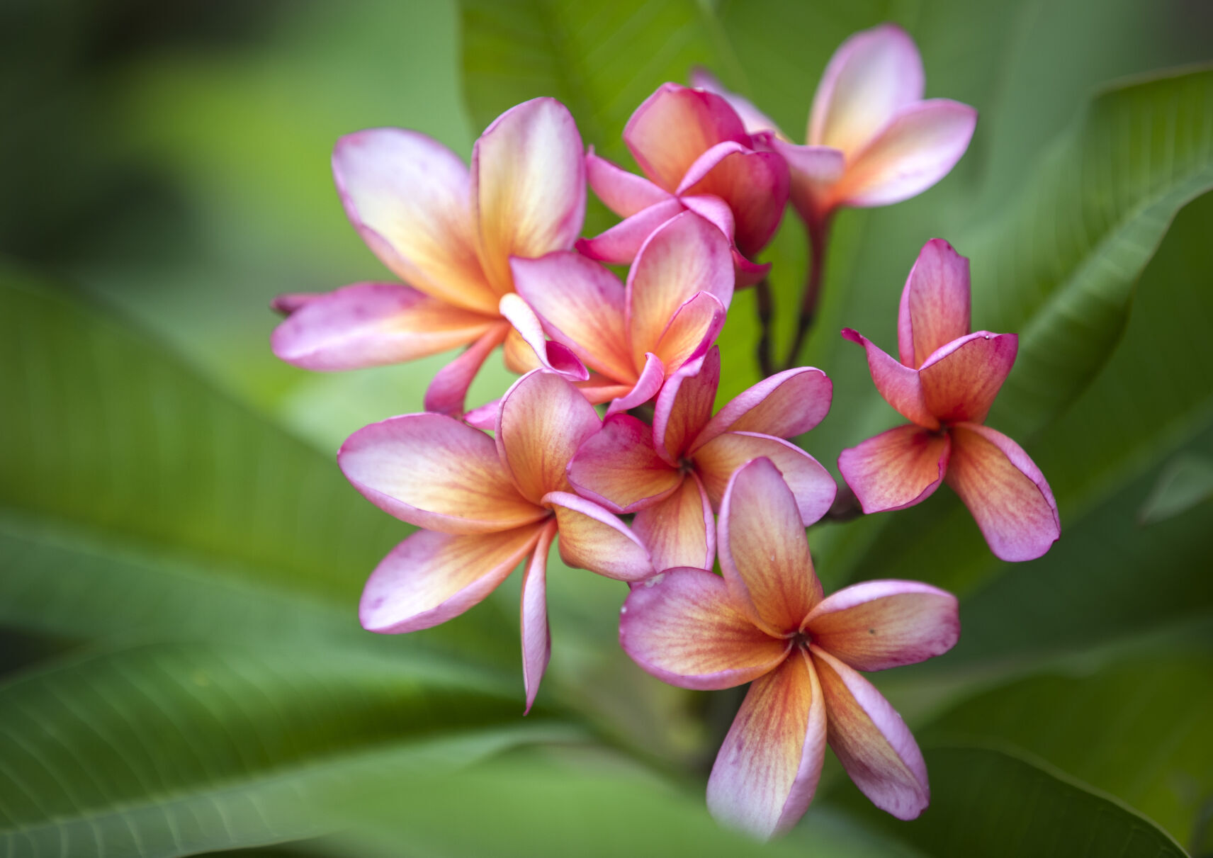 Plume crazy | Garden Variety | coastmonthly.com