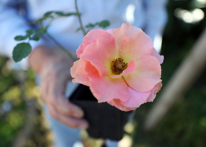 A rare species Features