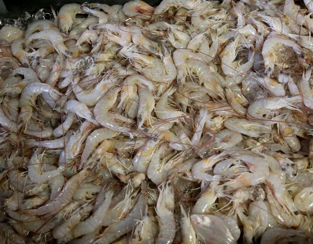 Taking the bait Features