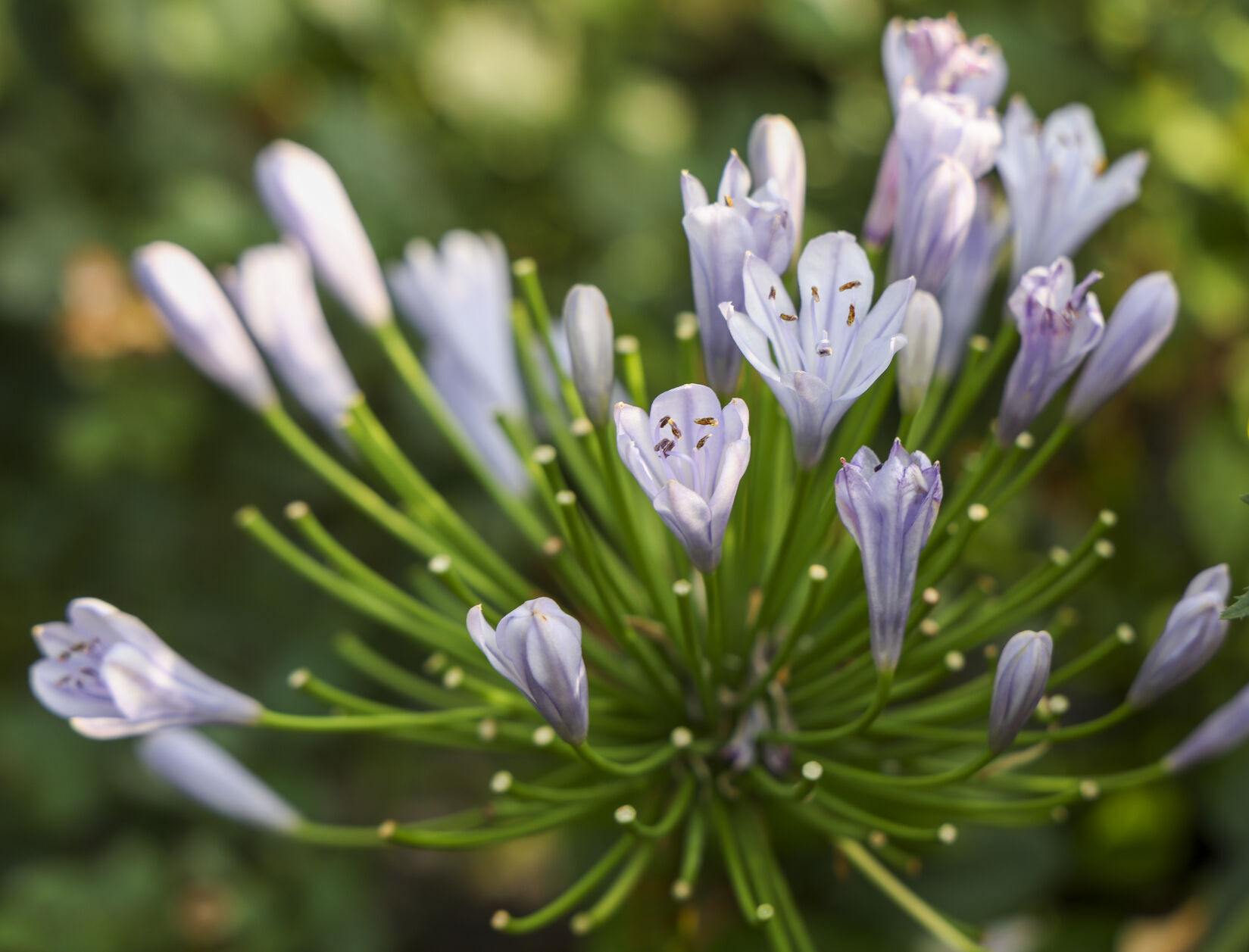 ●TonyScony & PlayasPoetry Poetry of plants' | Garden Variety | coastmonthly.com