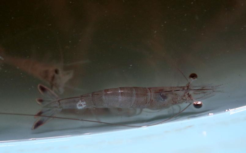 Taking the bait Features