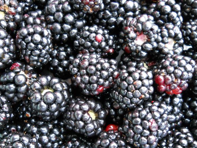 Bearing fruit Garden Variety