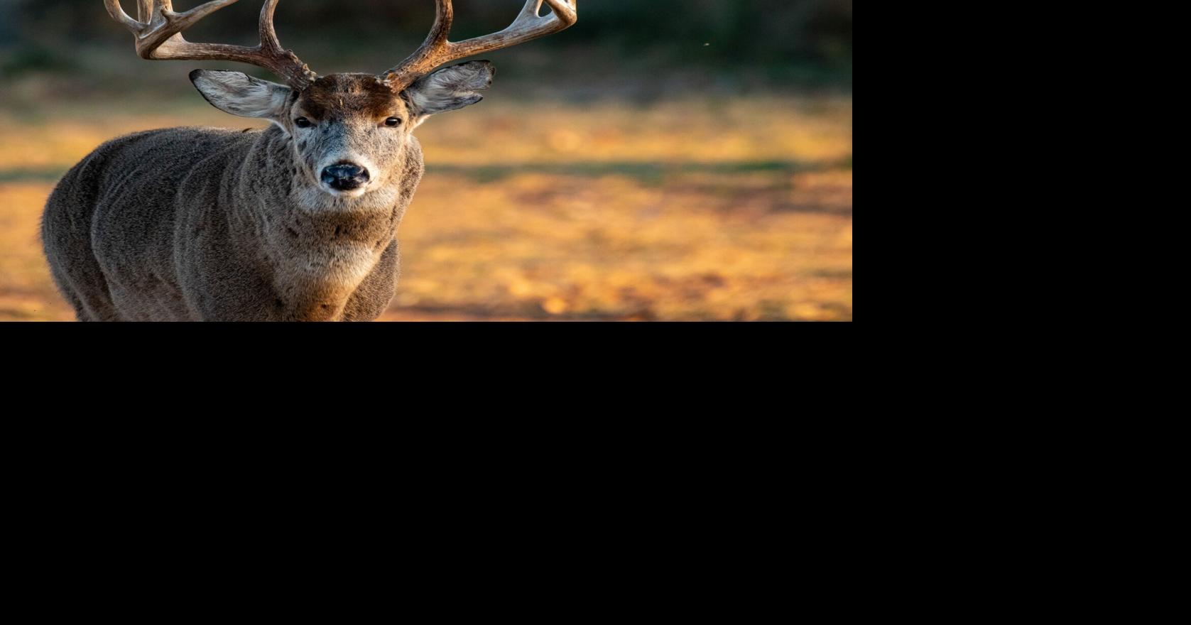 The buck starts here | Features | coastmonthly.com