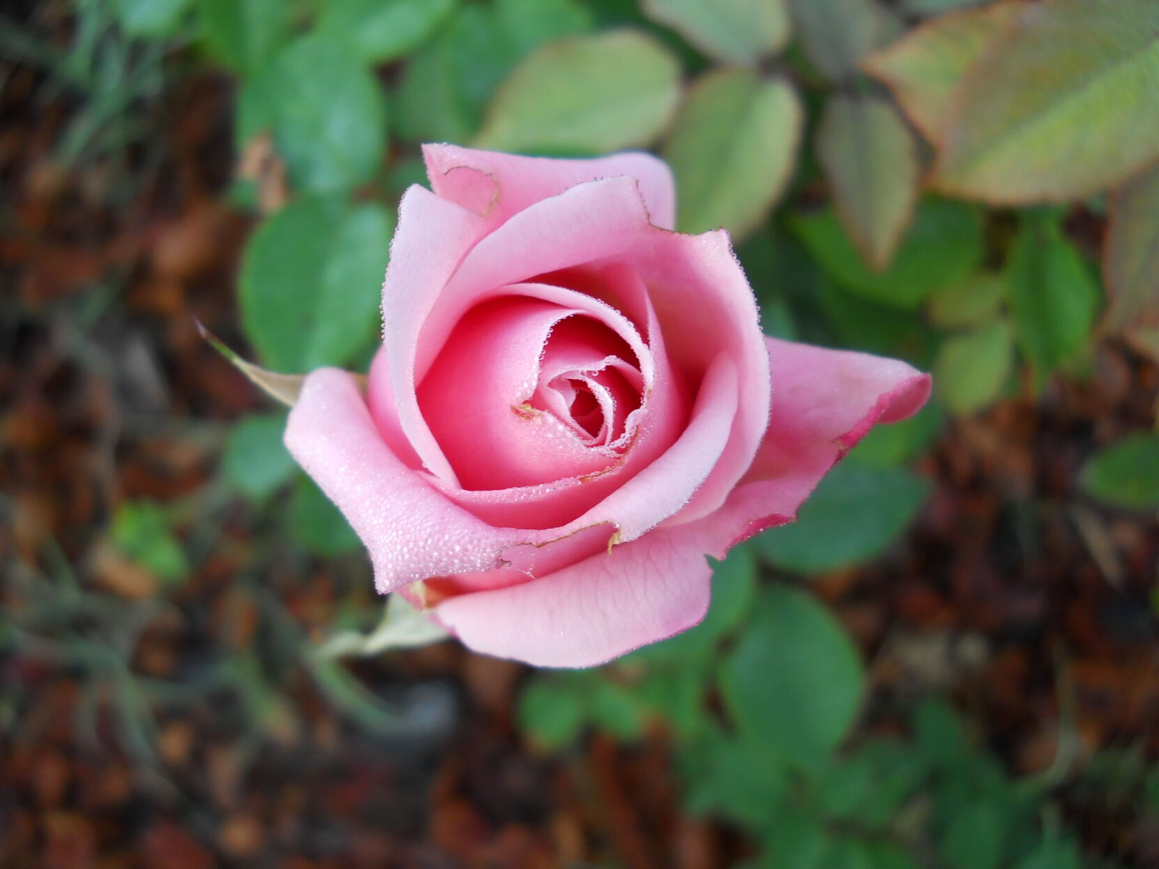 My Roses in Bloom - The Martha Stewart Blog