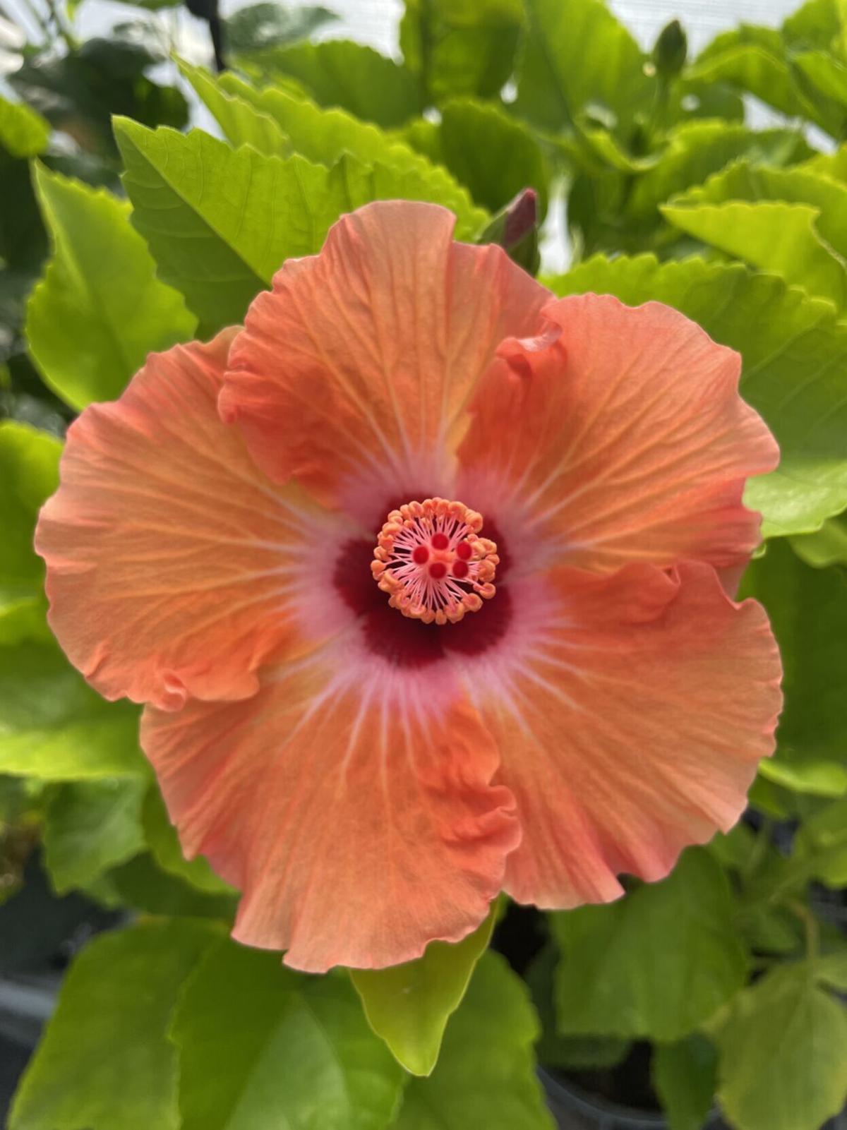Hardy and Hardly Tropical Hibiscus Bloom in Chicago