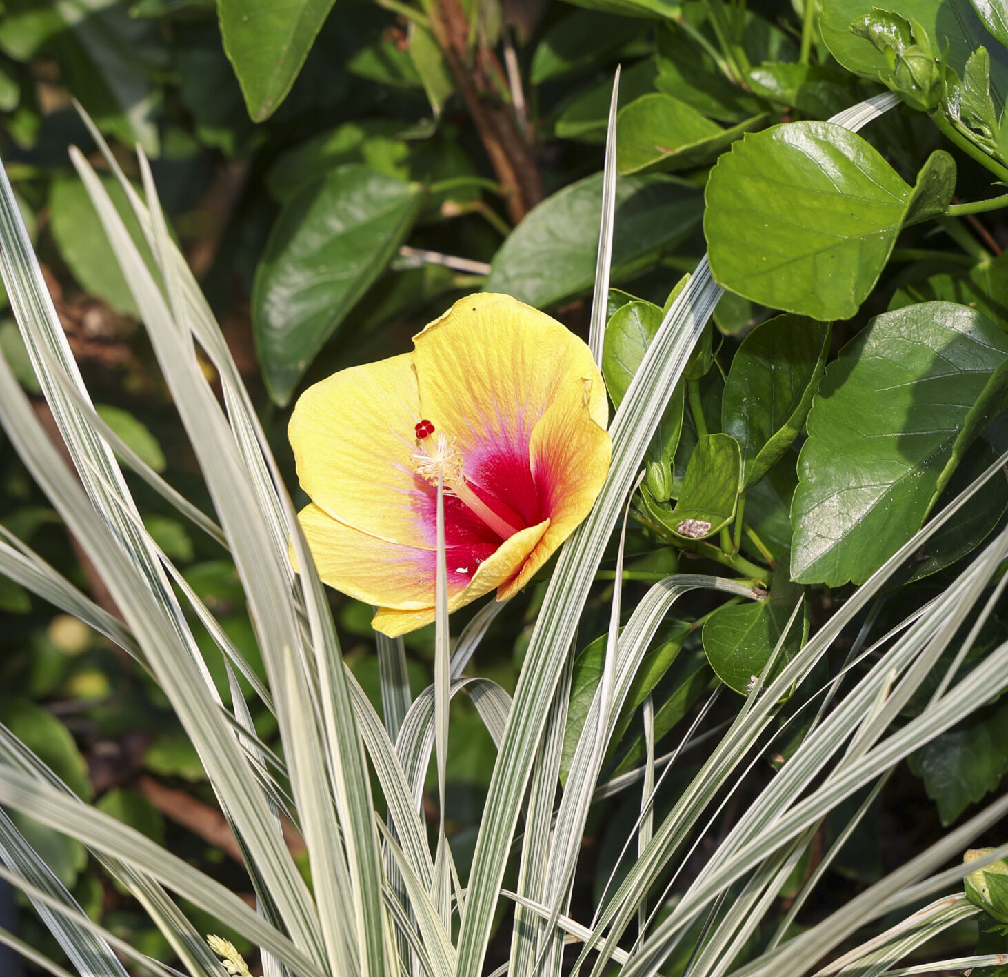 Poetry of plants' | Garden Variety | coastmonthly.com