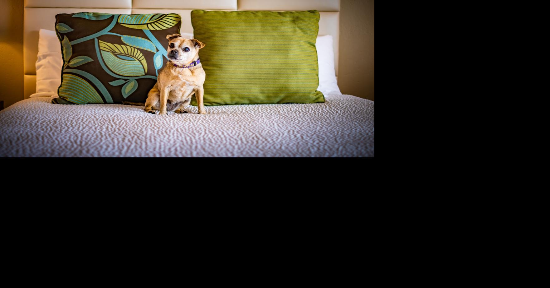 Putting on the dog Features