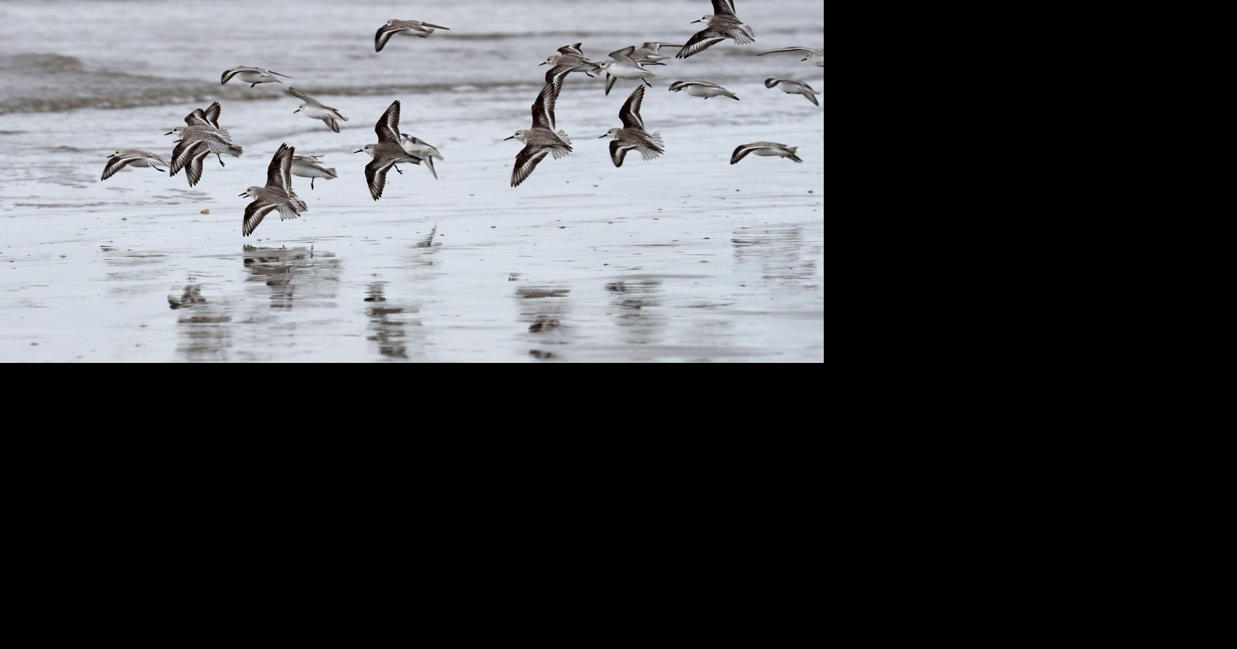 Birds of the beaches | Features | coastmonthly.com