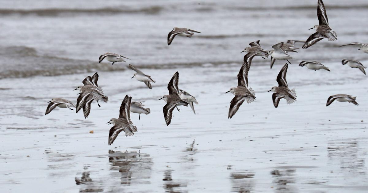 Birds of the beaches | Features | coastmonthly.com