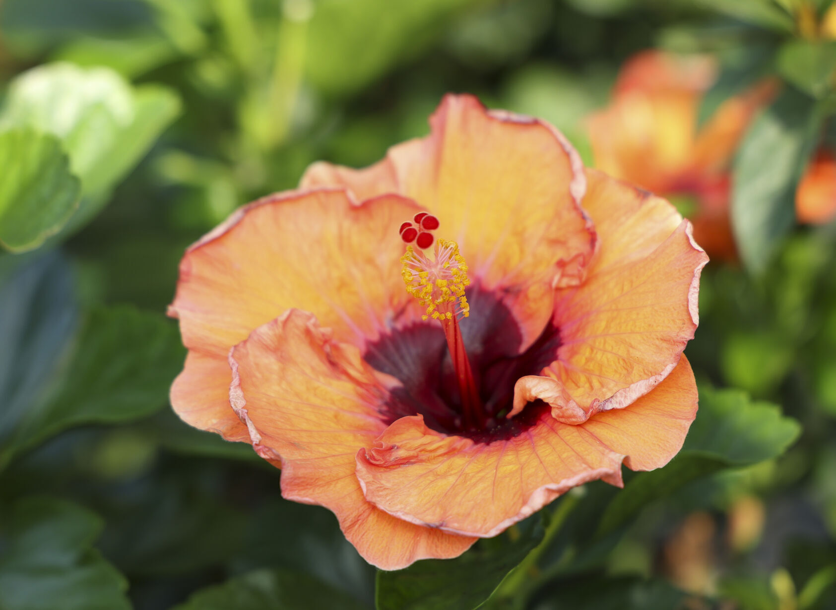 ●TonyScony & PlayasPoetry Poetry of plants' | Garden Variety | coastmonthly.com