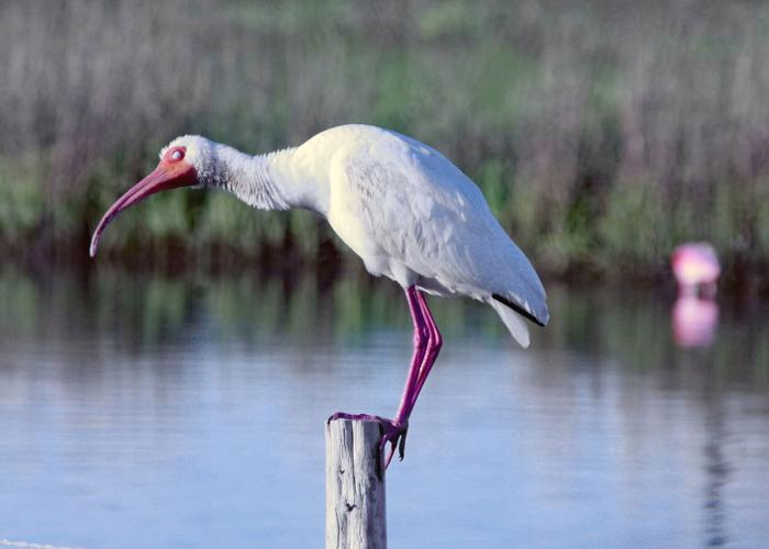 October Shutterbugs | Shutterbugs | coastmonthly.com