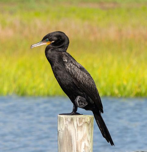 October Shutterbugs | Shutterbugs | coastmonthly.com