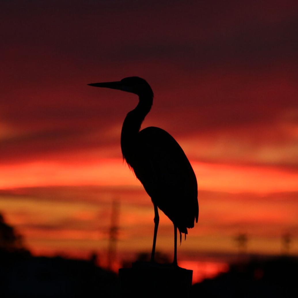 Shutterbugs | coastmonthly.com