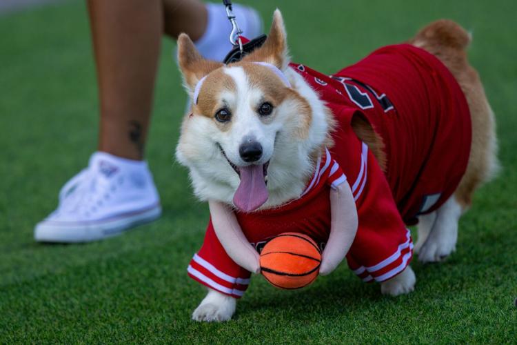 Lithuania Corgi Race