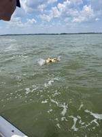 MERR seeks help locating struggling sea turtle in Indian River Bay