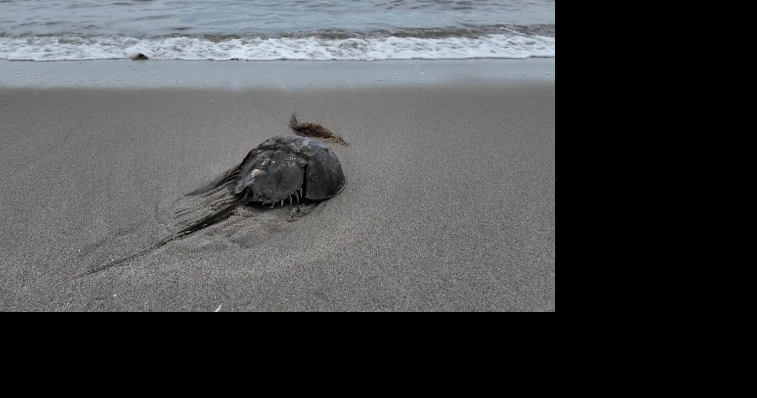 lawsuit challenges NOAA fisheries' decision on horseshoe crab endangered status denial