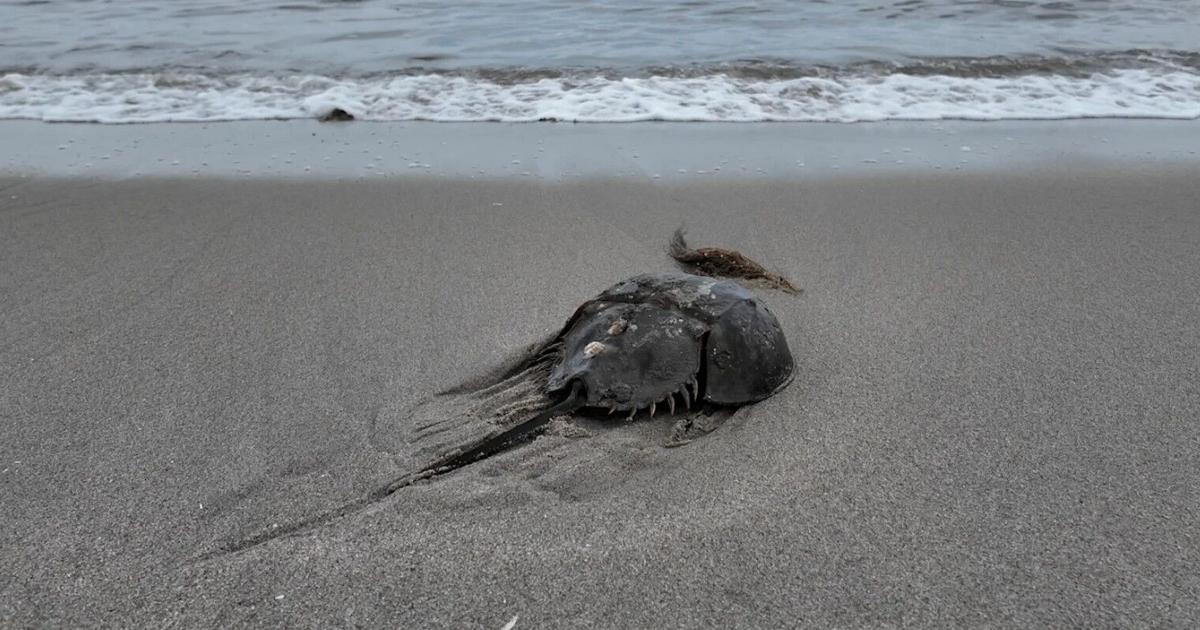 lawsuit challenges NOAA fisheries' decision on horseshoe crab endangered status denial