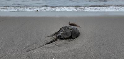 Horseshoe Crab