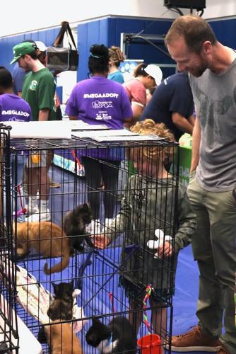 Mega Adoption Event cats