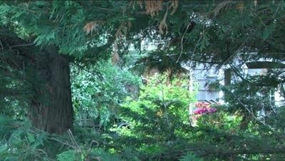 Seabreeze Home Ordered to Cut Down Tress and Shrubs