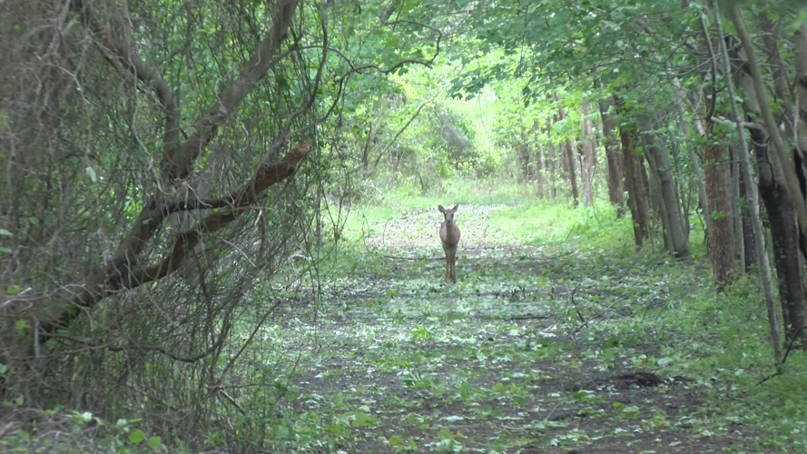 Deer