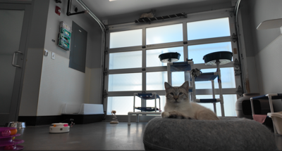 A cat sitting on a cat bed at the shelter