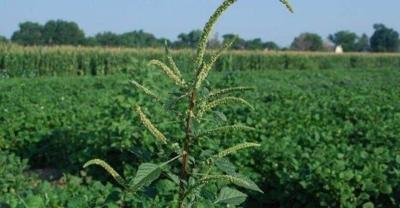 Herbicide Resistant Weeds Hinder Delmarva Farmers