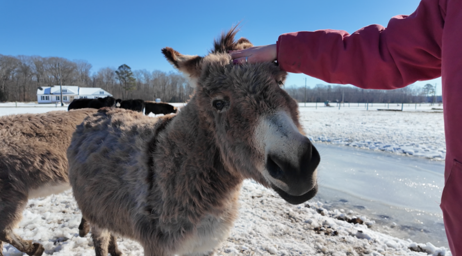 Farmers are saying to keep paying attention to your animals individually.