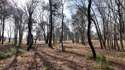 Lewes Fourth Street Preserve