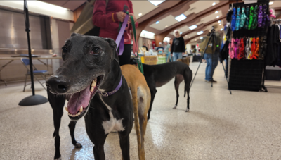 A black greyhound dog with it's mouth open.