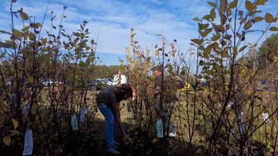 Native Tree Giveaway