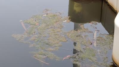 Algae Cleanup Coming for South Bethany