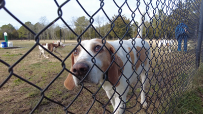 Dog Park