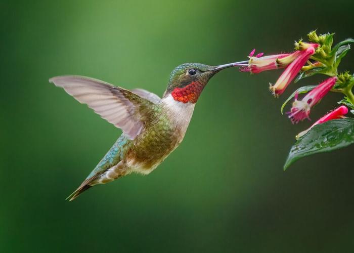 A close-up image of a Ruby-Throated Hummingbird feeding on colorful flowers.