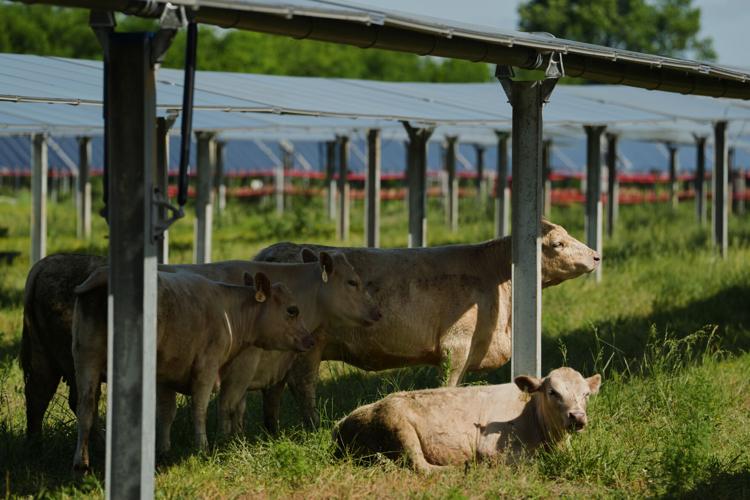 APTOPIX Climate Solar Farm Cattle